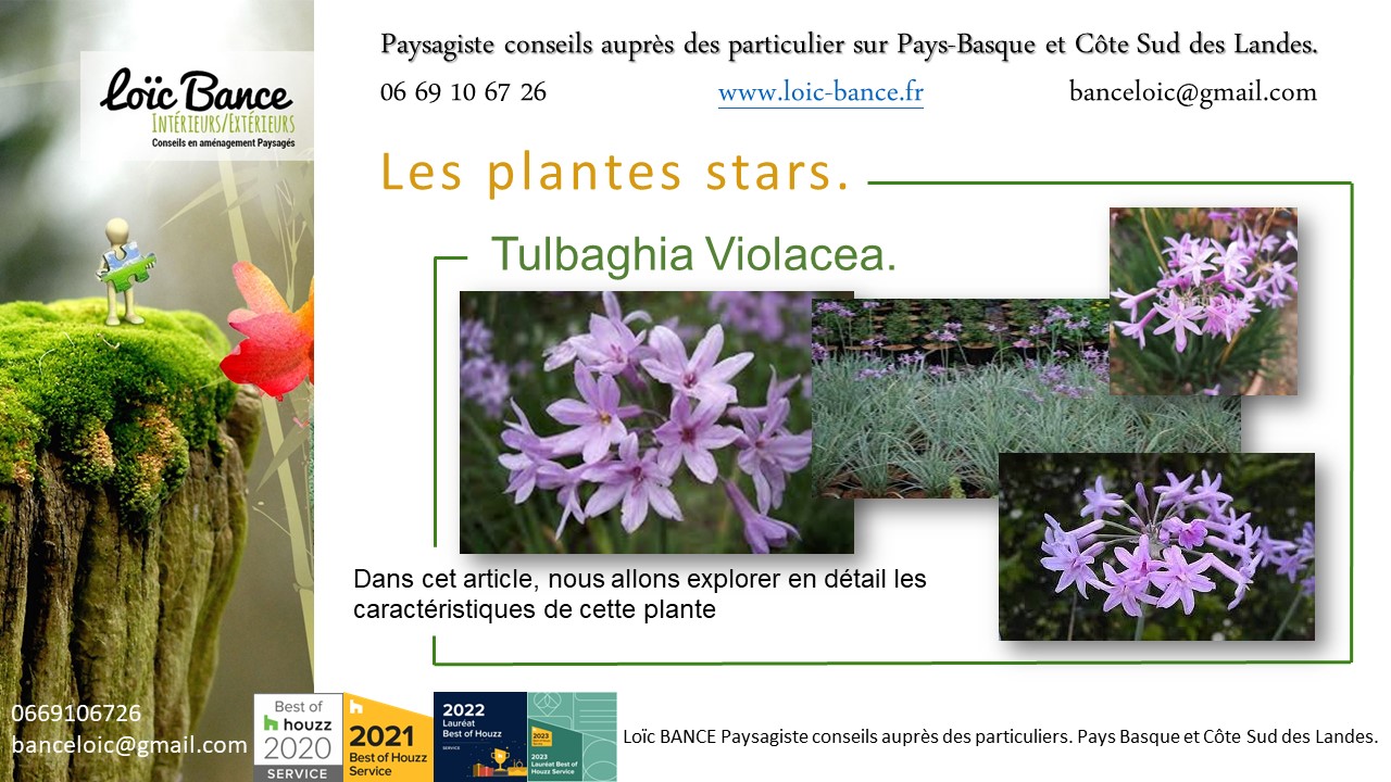 Paysagiste Landes une vivace plante star de juillet 2024 : Tulbaghia Violacea.